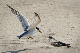 Tulsa District surveys endangered species