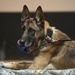 Military Working Dog Rudo Retires