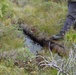 Individual steps onto the remains of a pipeline on Annette Island