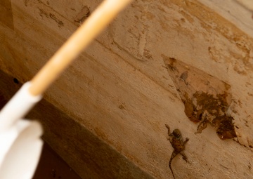 Civil affairs, entomologist set mosquito traps at CADJ