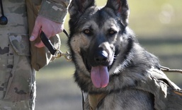 Trusty tandems: Soldiers -- with their military working dogs -- seek TRADOC certification here to operate as effective teams