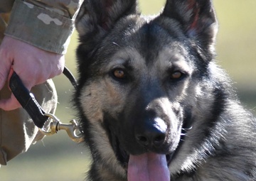 Trusty tandems: Soldiers -- with their military working dogs -- seek TRADOC certification here to operate as effective teams