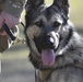 Trusty tandems: Soldiers -- with their military working dogs -- seek TRADOC certification here to operate as effective teams