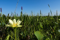 Lake Okeechobee the Liquid Heart of the Everglades