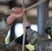 All American Presents from Paratroopers 2020