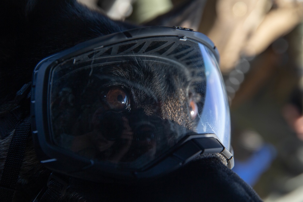 15th MEU Marines conduct close-air support, military working dog familiarization training