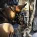 Military working dog rides in Chinook