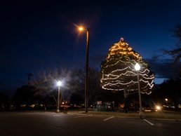 Bliss families line up for drive-thru holiday tree lighting