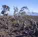 BLT 1/4 Marines, Sailors conduct live-fire range at Pohakuloa Training Area