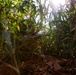 Forest Light: JGSDF’s 30th Infantry Regiment, 3/8 conducts infiltration tactics training