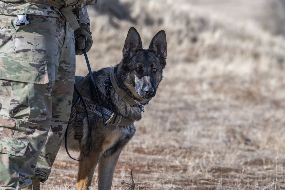K-9 collaboration