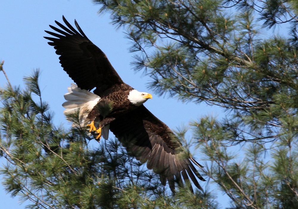 Pittsburgh District to host first annual Eagle Fest at Shenango River Lake