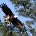 Pittsburgh District to host first annual Eagle Fest at Shenango River Lake