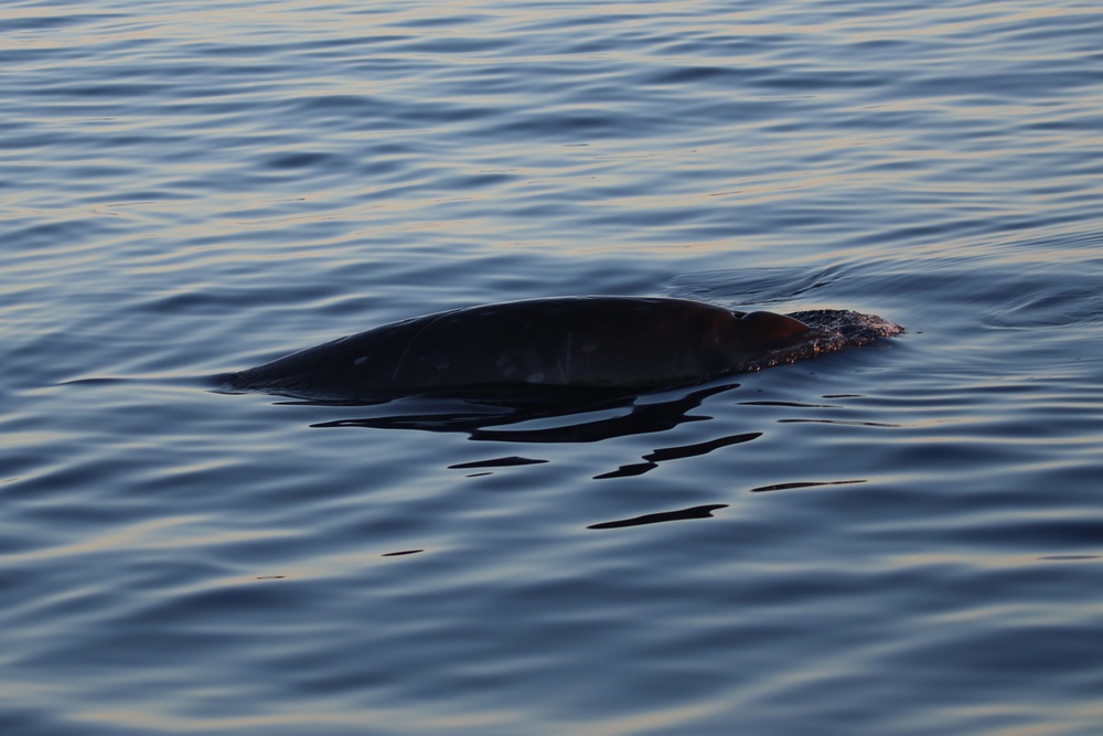 Potential New Species of Beaked Whale