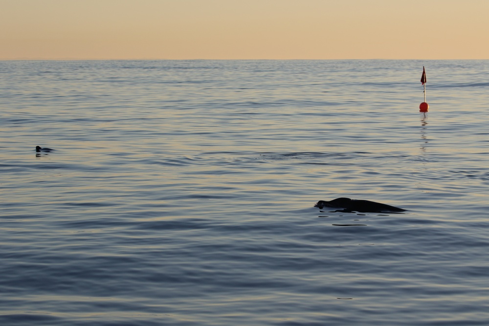 Potential New Species of Beaked Whale