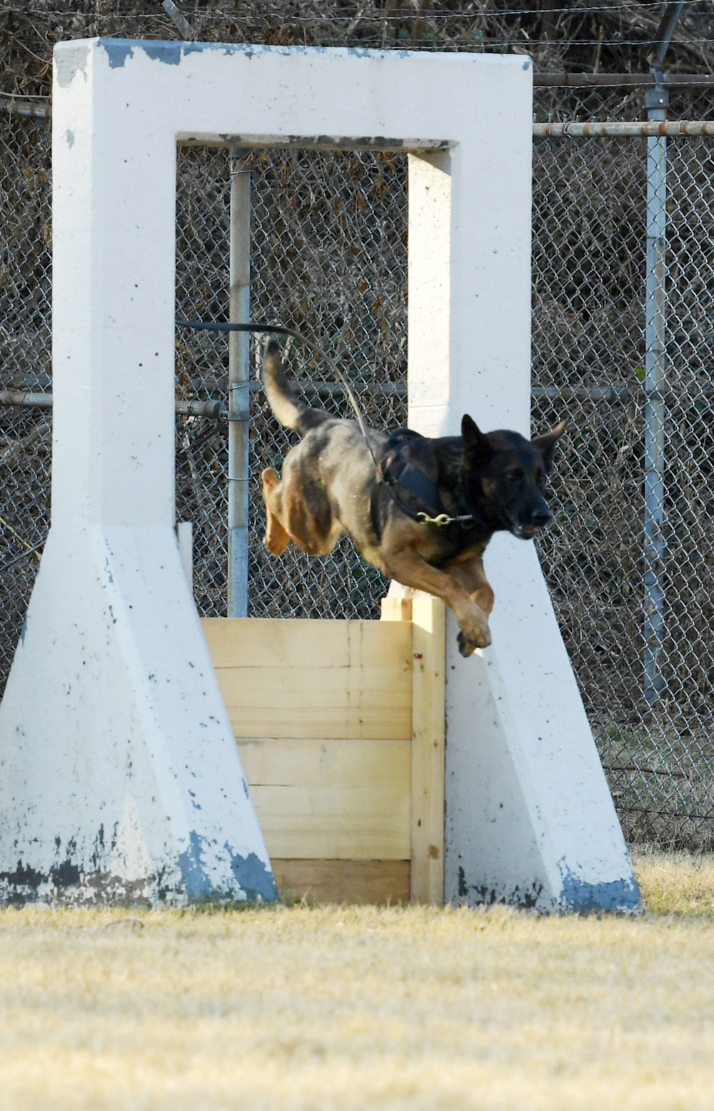 K-9 Demonstration