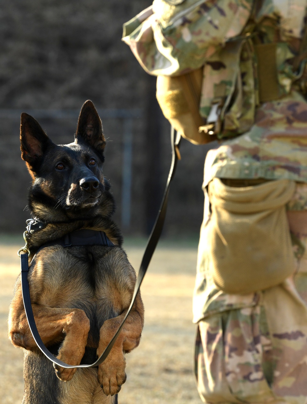 DVIDS - Images - K-9 Demonstration [Image 6 of 8]