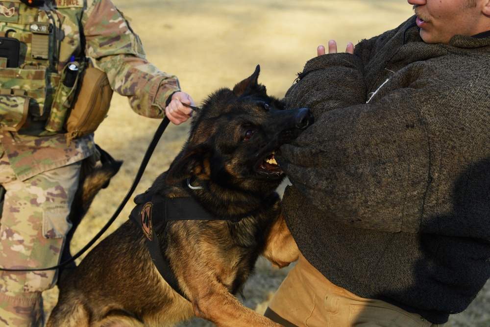 K-9 Demonstration