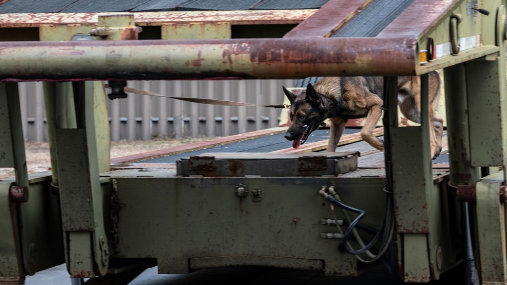 1st SOSFS MWDs sniff out explosives