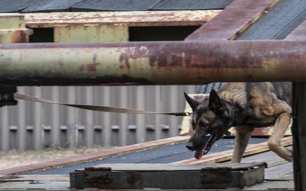 1st SOSFS MWDs sniff out explosives