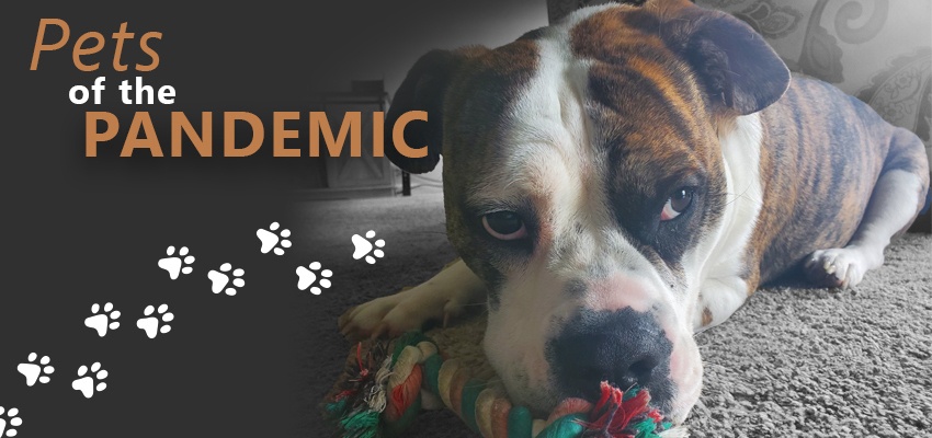 Pets of the Pandemic