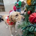 NMCSD's Facility Dogs Bring Holiday Cheer