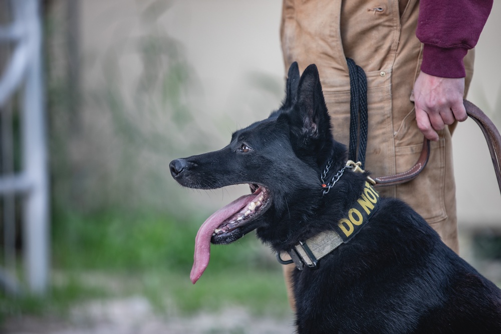 U.S. Air Force Military Working Dog familiarization