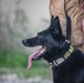 U.S. Air Force Military Working Dog familiarization