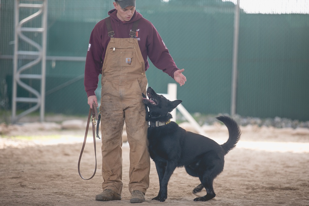 U.S. Air Force Military Working Dog familiarization