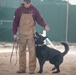 U.S. Air Force Military Working Dog familiarization