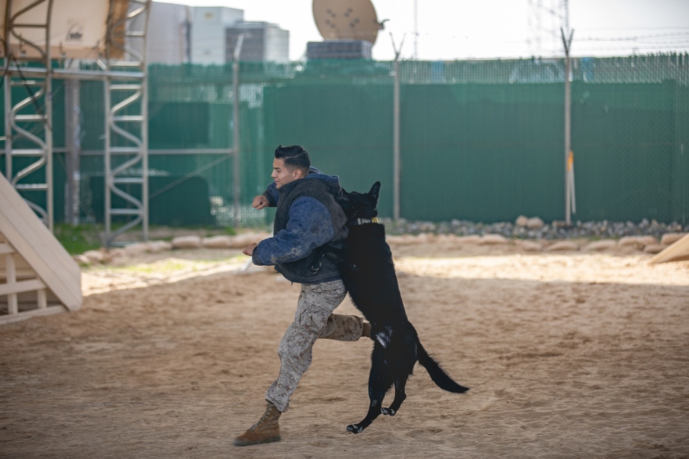 U.S. Air Force Military Working Dog familiarization