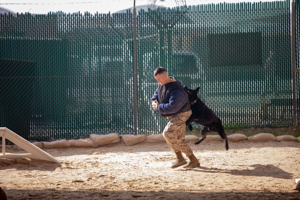 U.S. Air Force Military Working Dog familiarization