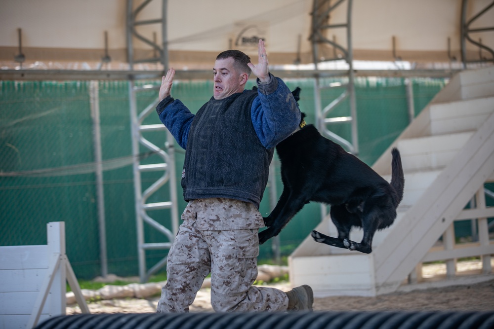 U.S. Air Force Military Working Dog familiarization