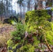 Miniature Christmas tree in mossy stump