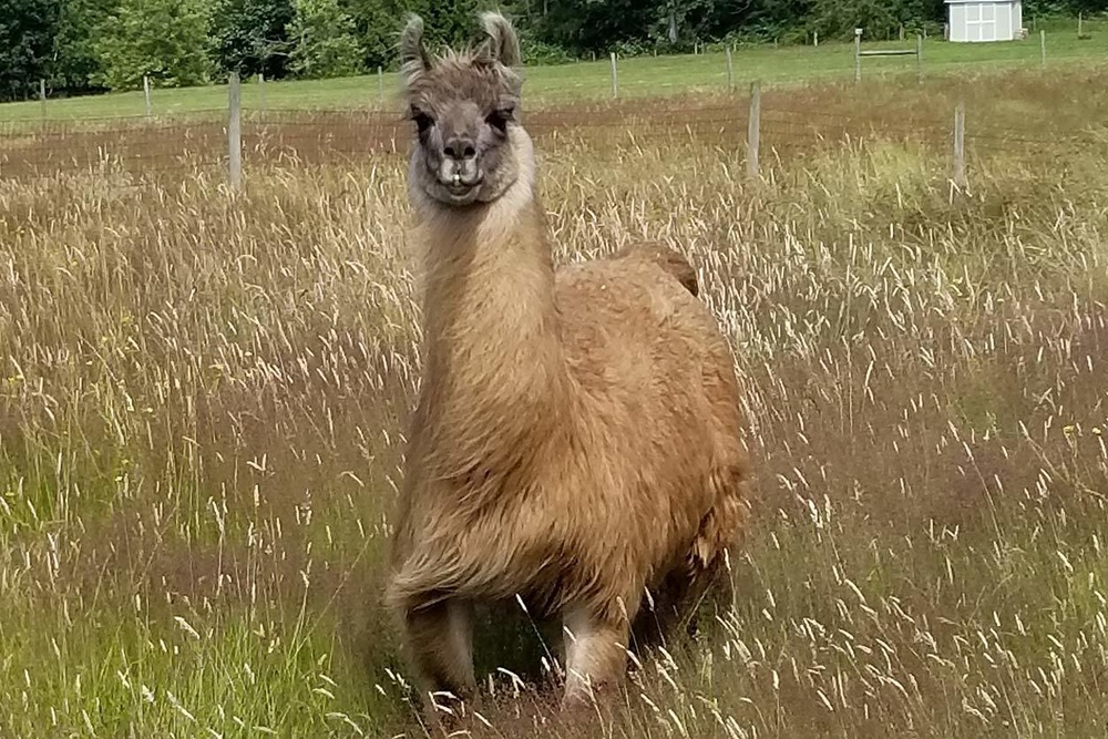 Cormac the Llama Yields Antibodies that may Prove Effective Against COVID-19 Infection, USU CNRM Scientists Make Discovery