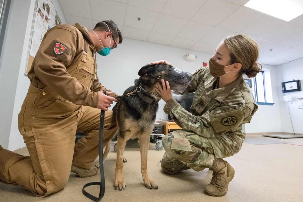 Military Working Dog Photo Story