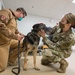 Military Working Dog Photo Story