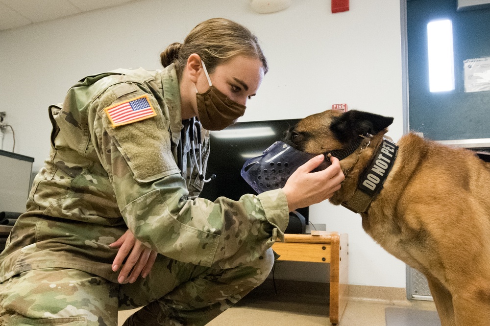 Military Working Dog Photo Story