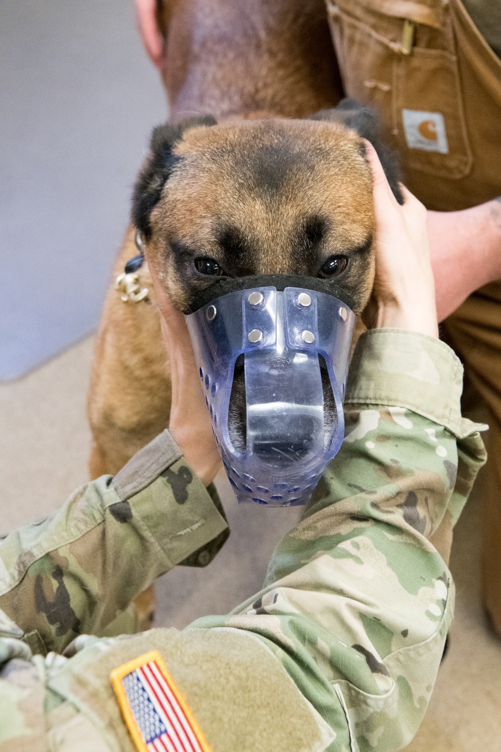 Military Working Dog Photo Story