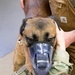 Military Working Dog Photo Story