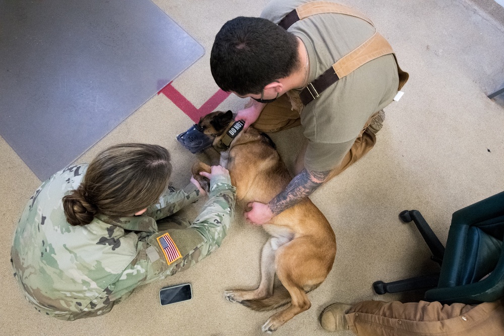 Military Working Dog Photo Story