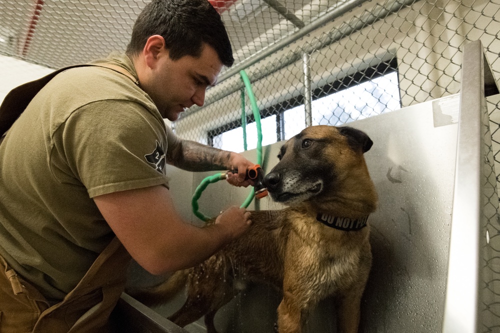 Military Working Dog Photo Story