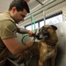 Military Working Dog Photo Story