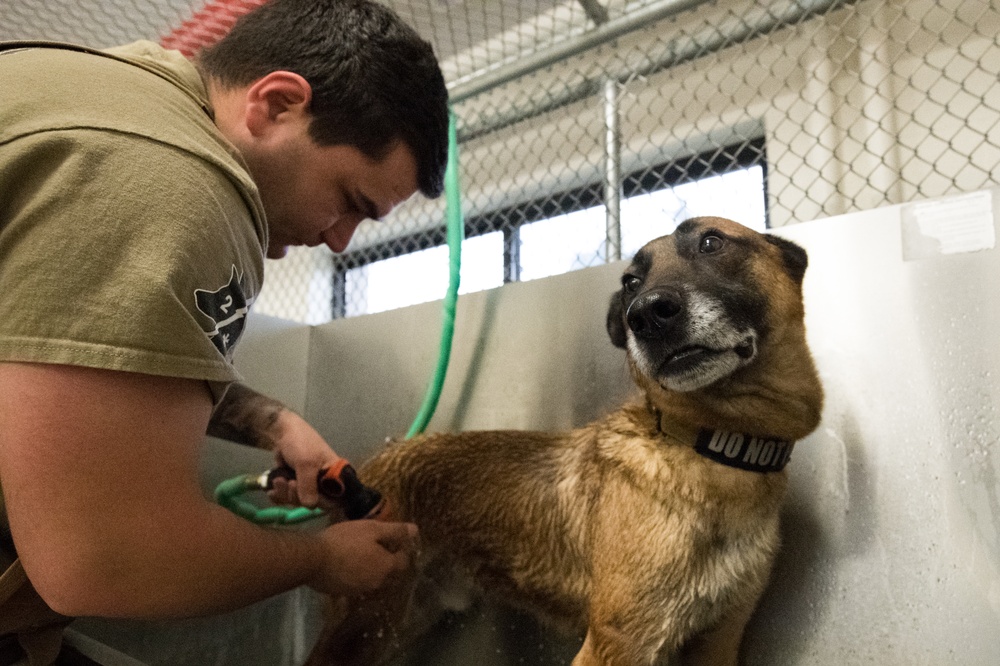 Military Working Dog Photo Story