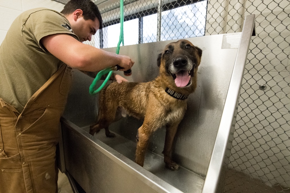 Military Working Dog Photo Story