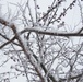 Fort McCoy Winter Rime Ice