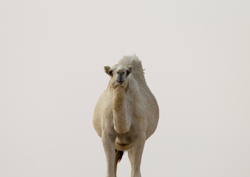 Camel
