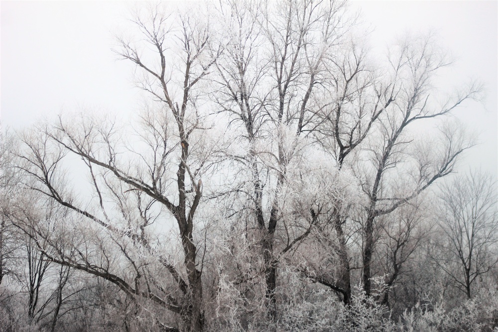 Rime ice forms at Fort McCoy in early January 2021