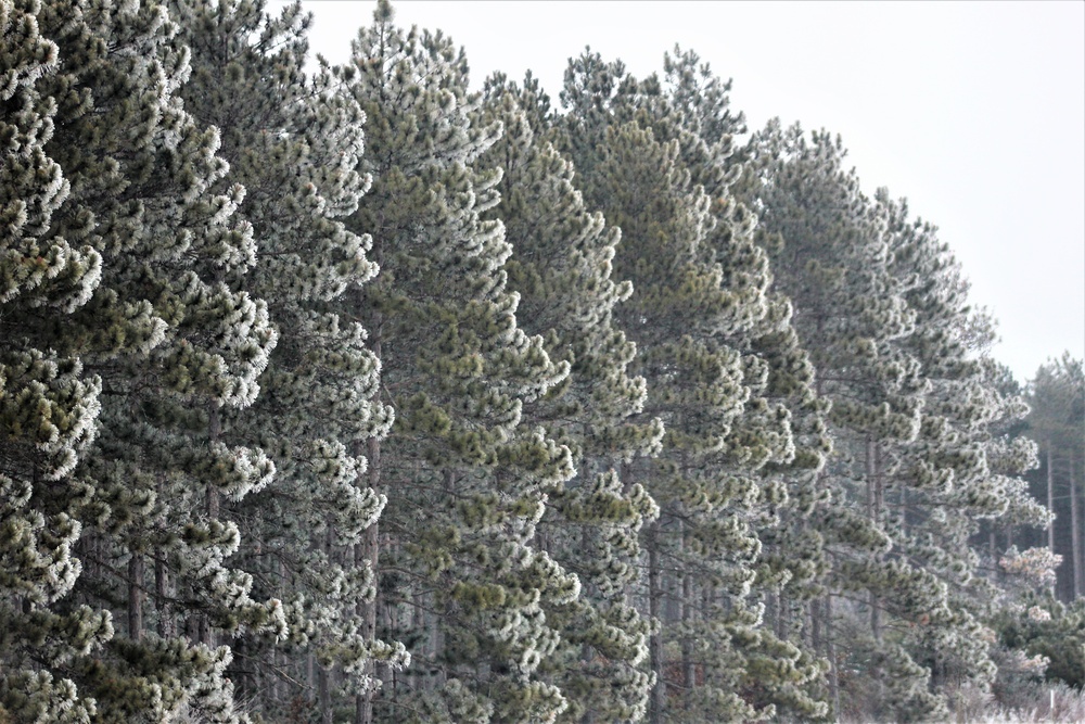 Rime ice forms at Fort McCoy in early January 2021