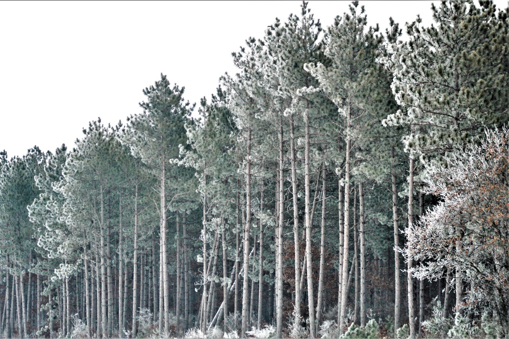 Rime ice forms at Fort McCoy in early January 2021